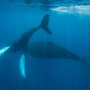 Humpback Mother and Calf