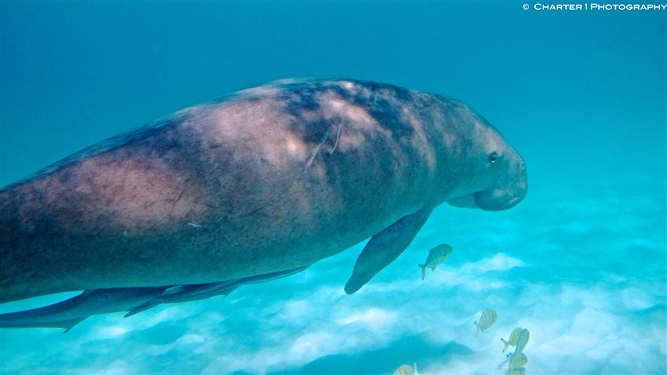 Dugongs