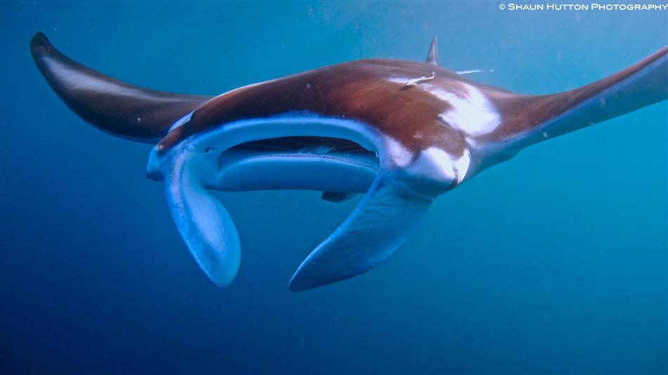 Manta Rays