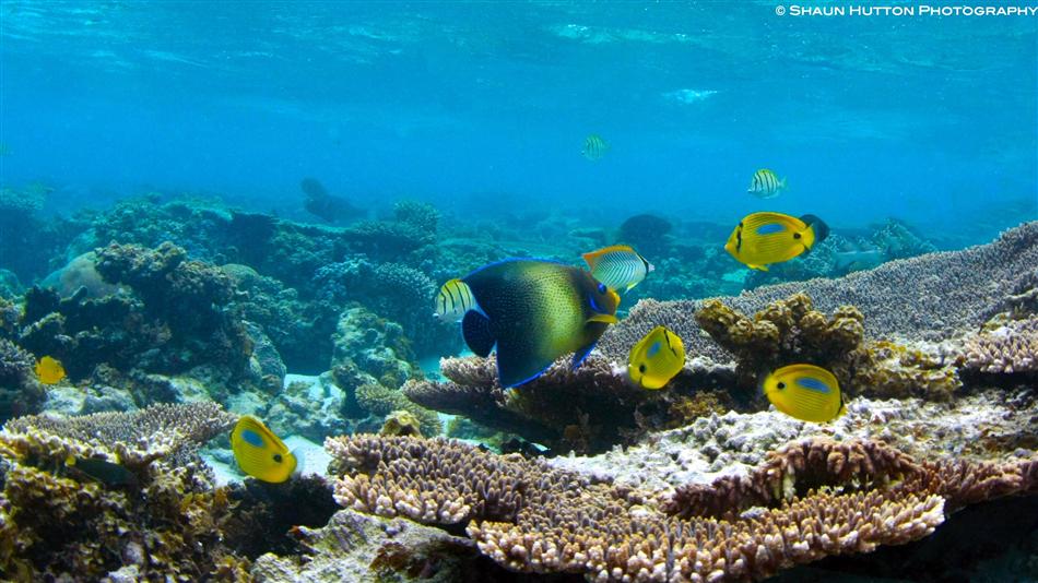 About the Ningaloo Reef - Ningaloo Discovery