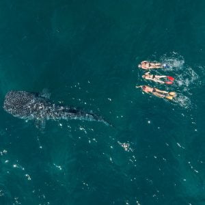 Swimming with Whale Sharks Drone