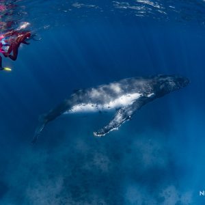 humpback whale ningaloo