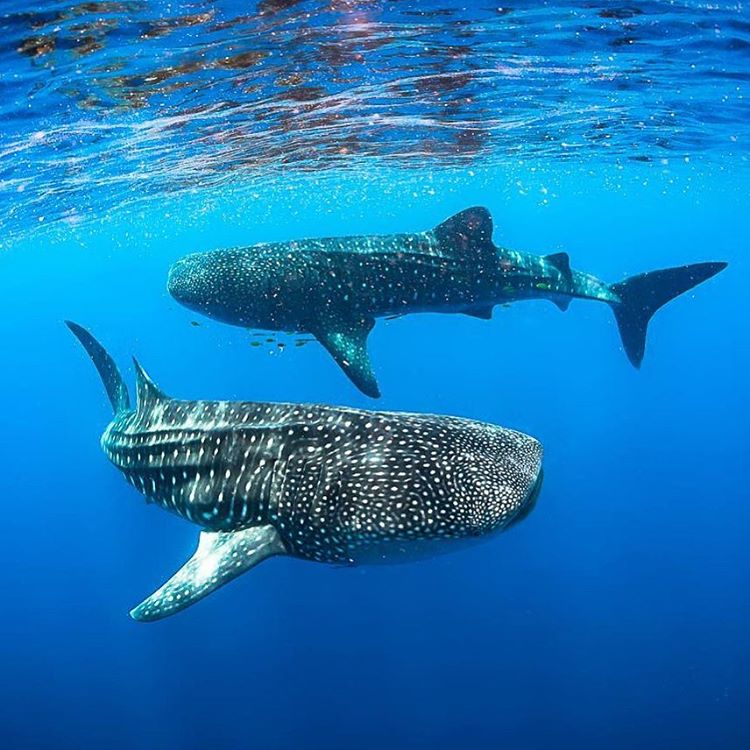 2 whale sharks