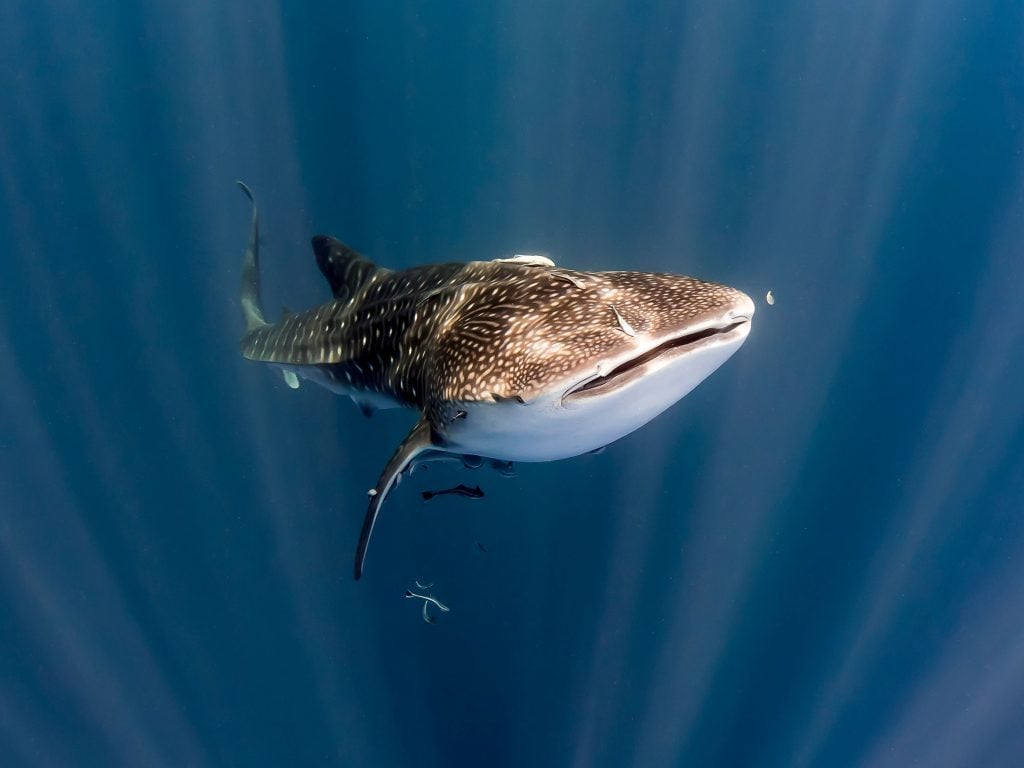 swim with whale sharks