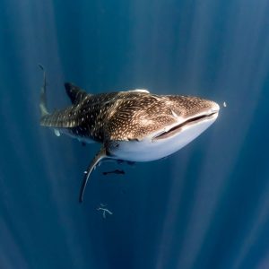 swim with whale sharks