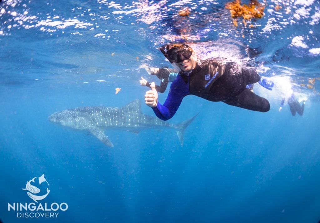 Swim with Whale Sharks Ningaloo Discovery