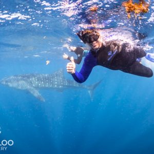 snorkel swim whale sharks
