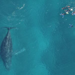 swim with humpback whale tour