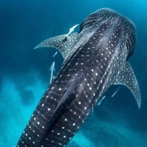 swim with whale sharks exmouth