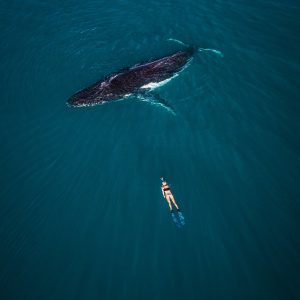 Ningaloo Discovery-12