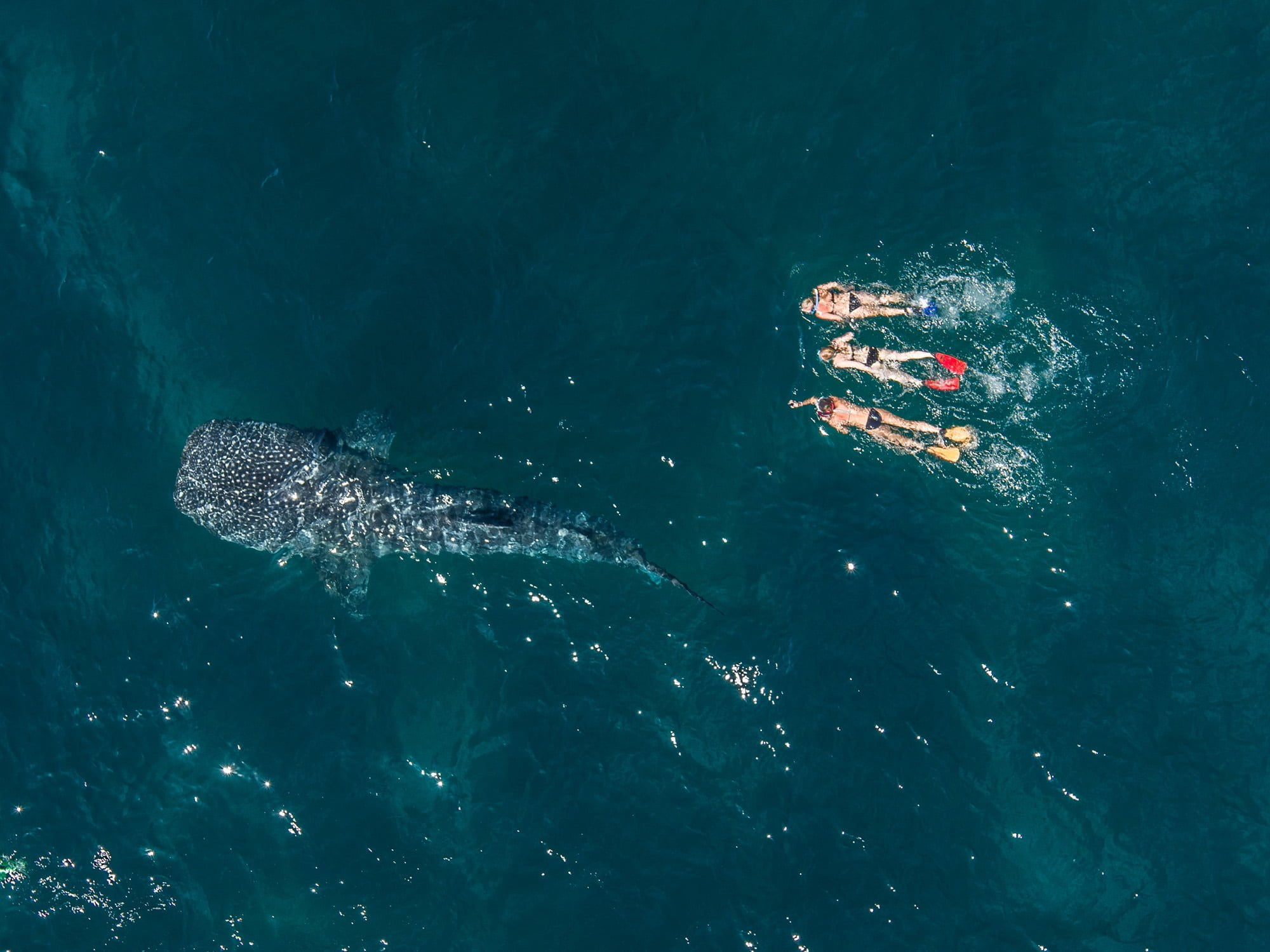 https://www.ningaloodiscovery.com.au/wp-content/uploads/2019/09/Whale-Shark-Aerial.jpg