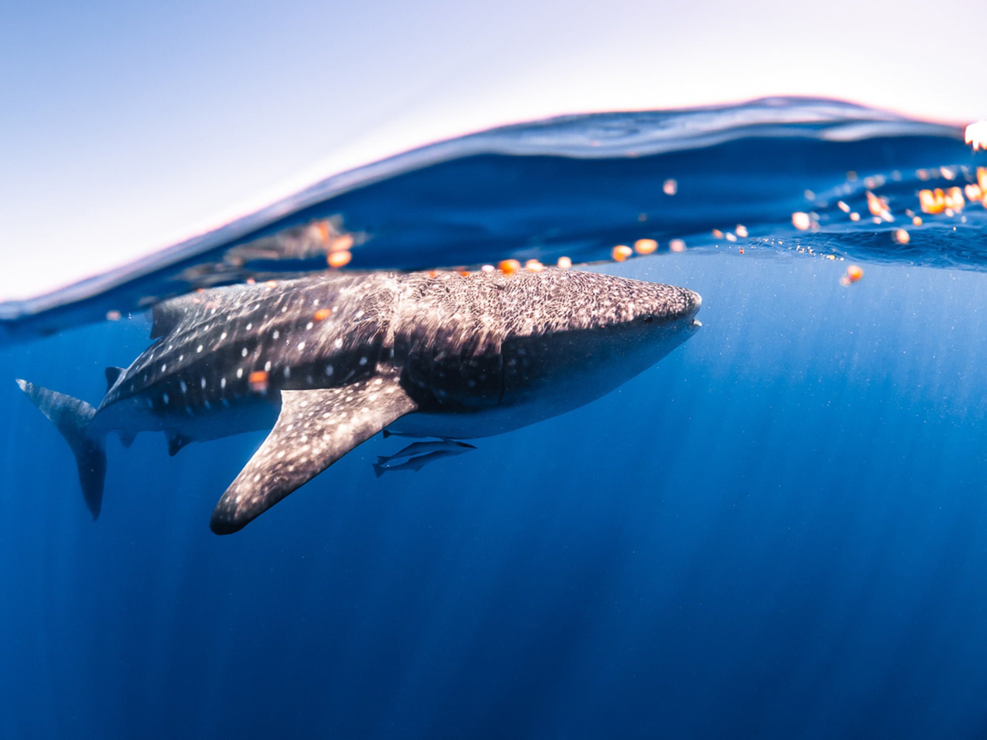 Whale Shark Gallery - Ningaloo Discovery