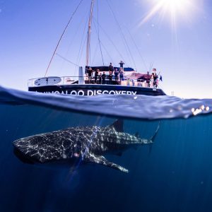 swim with whale sharks exmouth