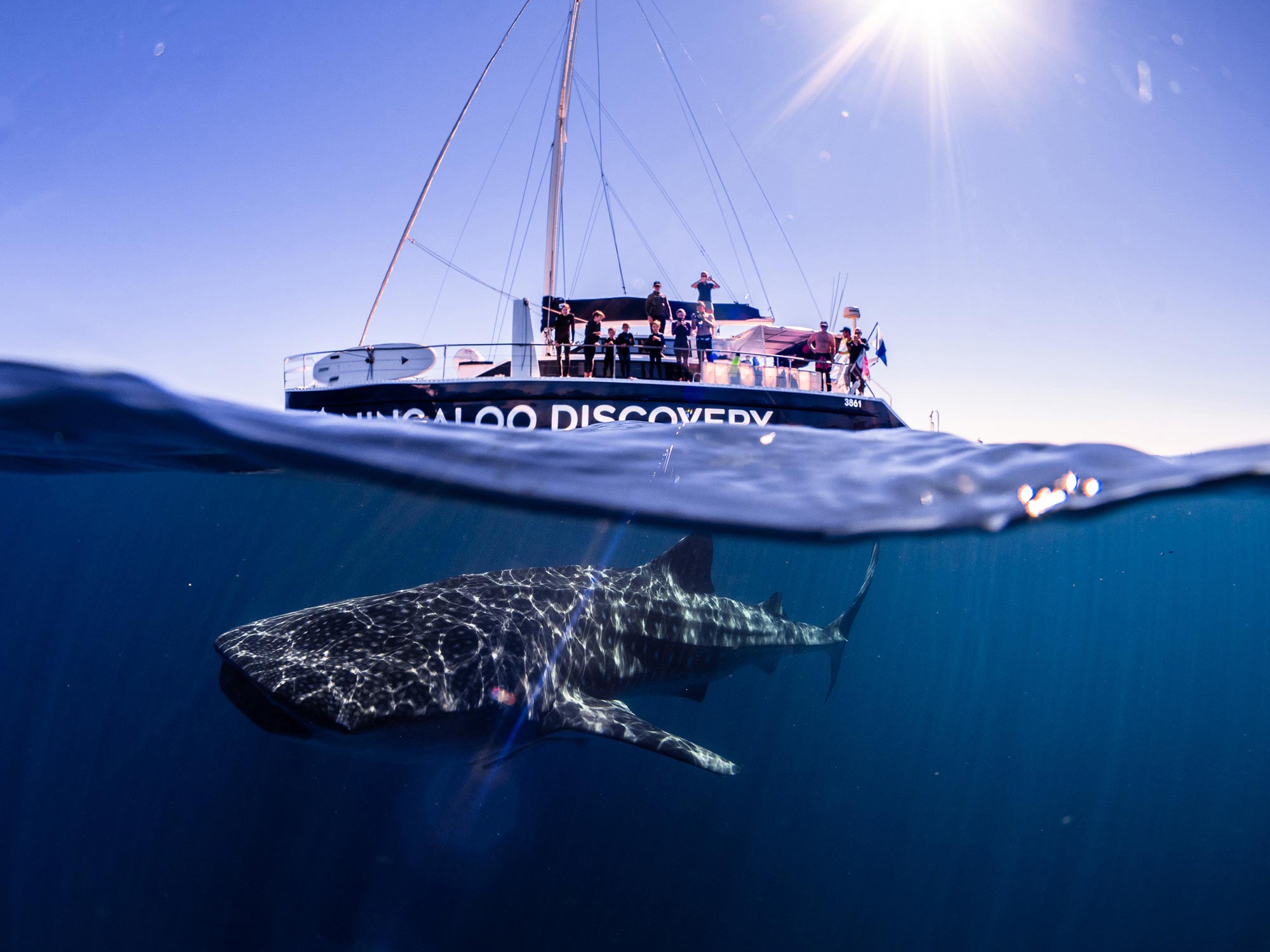 catamaran whale shark tour exmouth