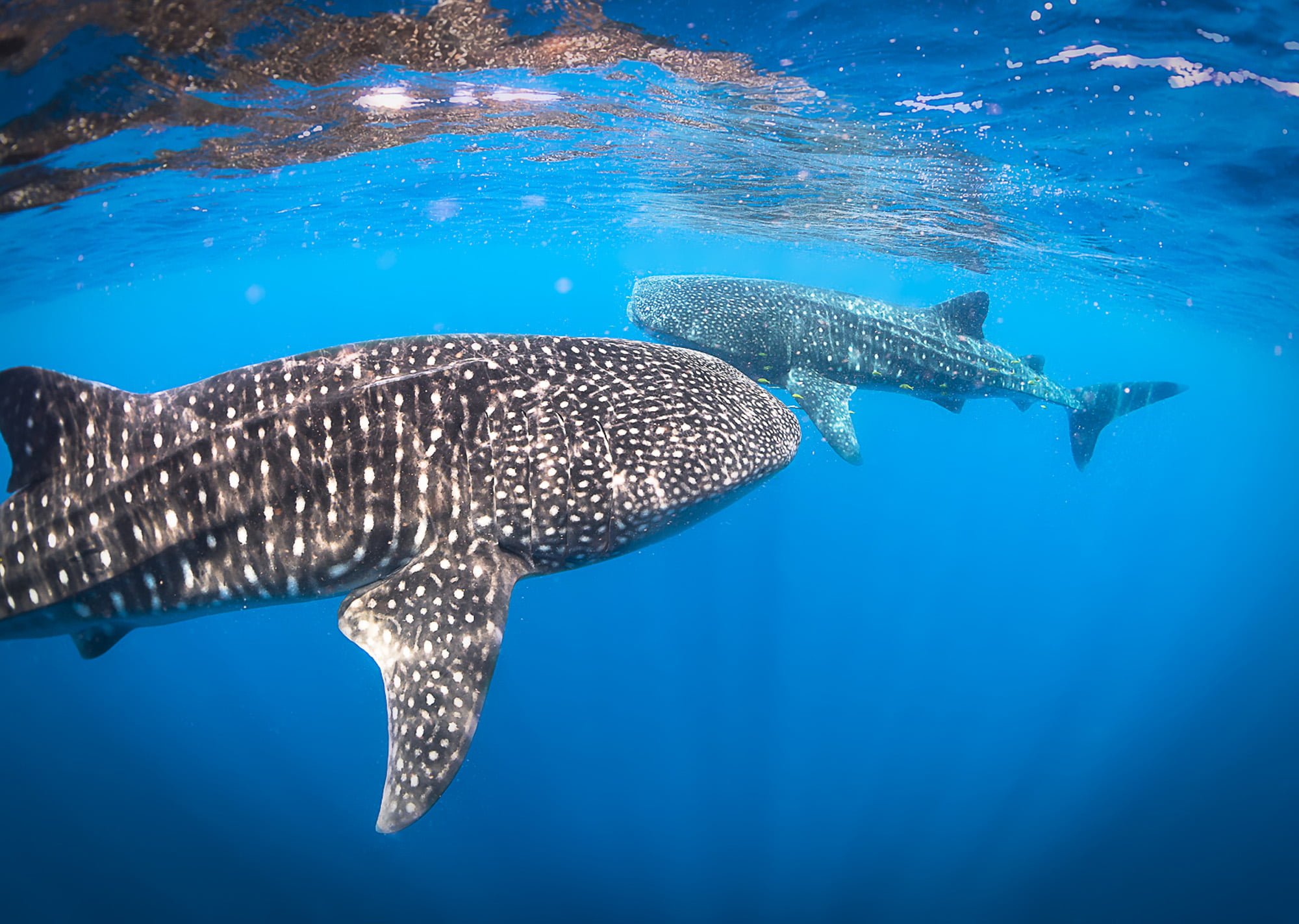 Whale Shark Gallery - Ningaloo Discovery