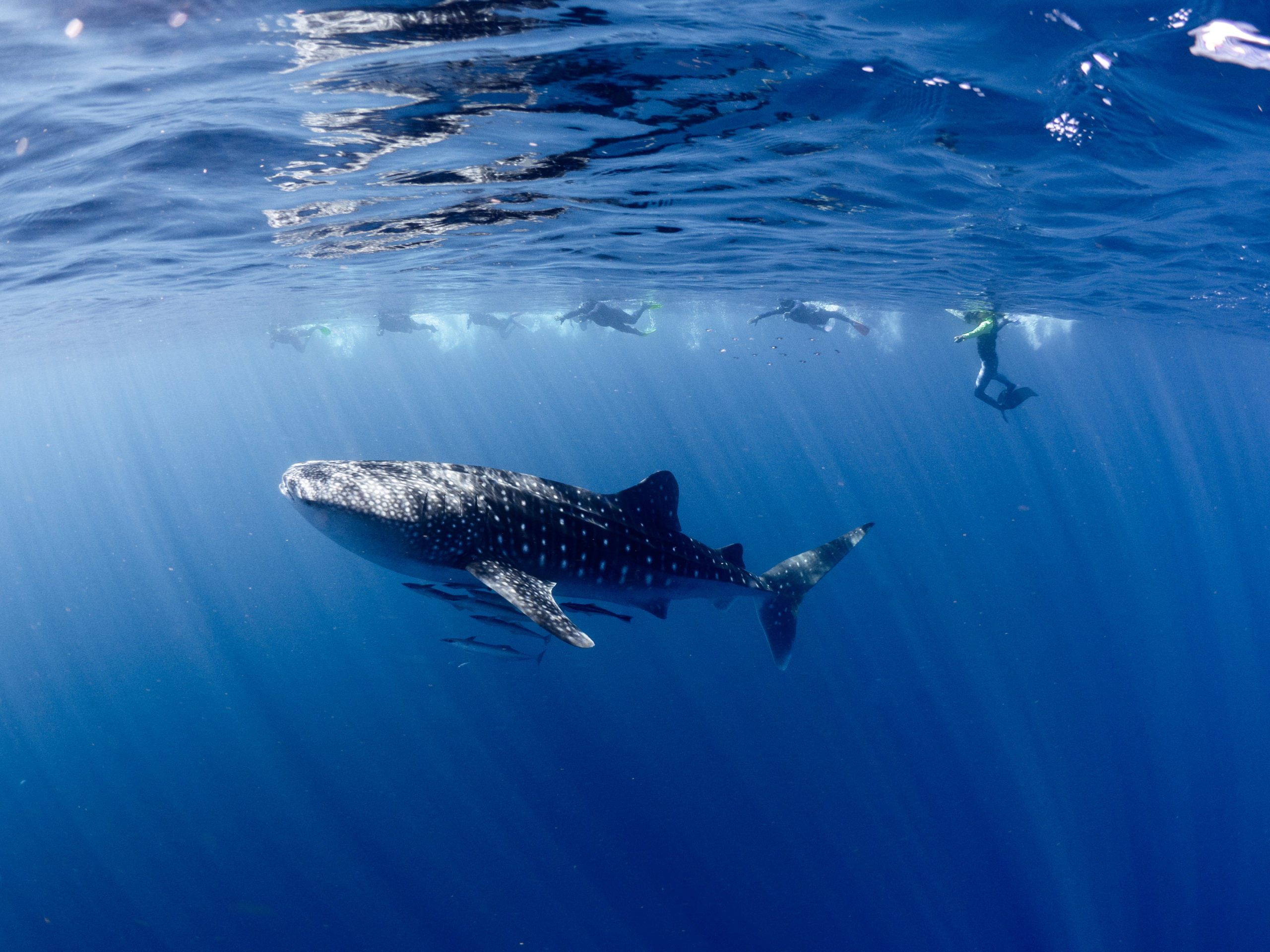 Whale Shark Gallery Ningaloo Discovery