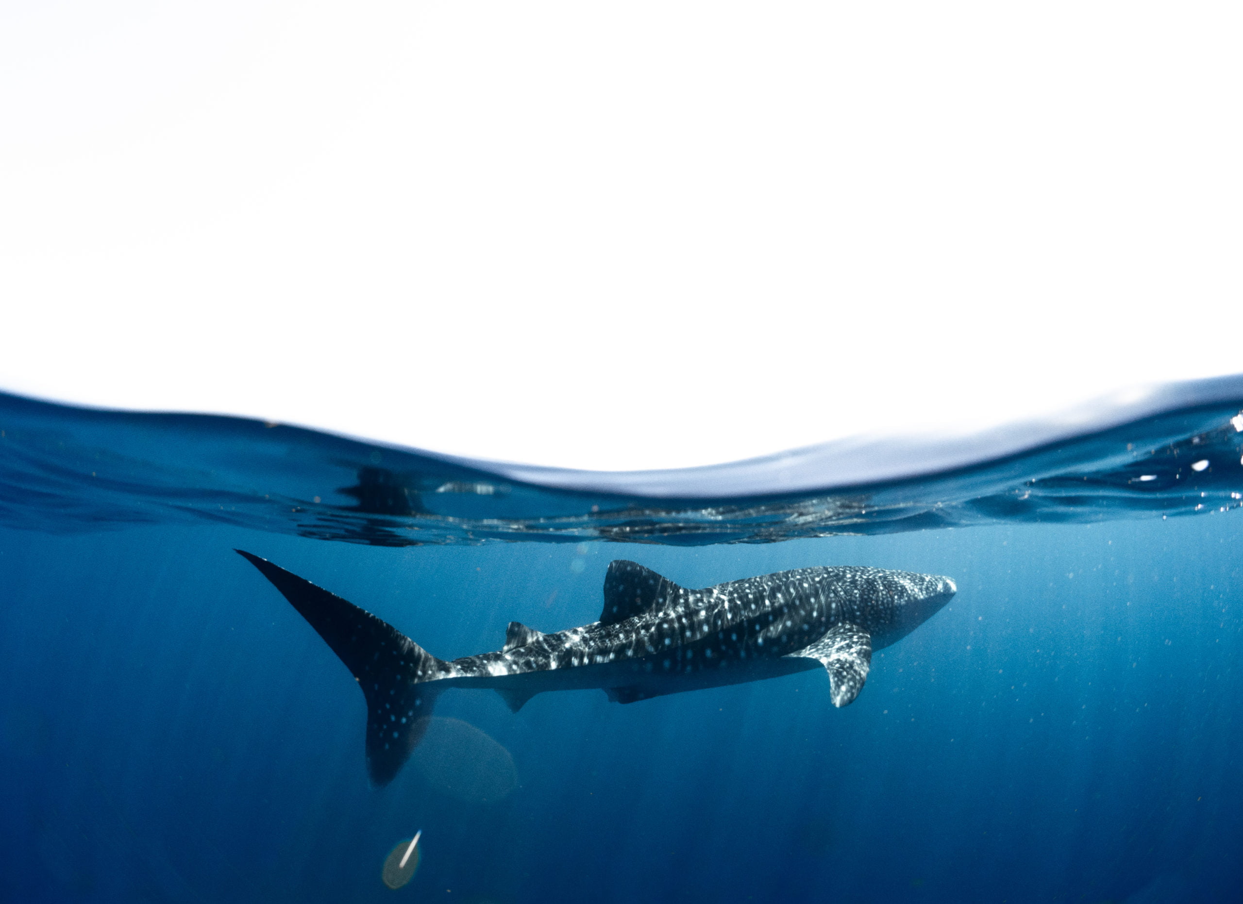 Whale Shark Gallery Ningaloo Discovery