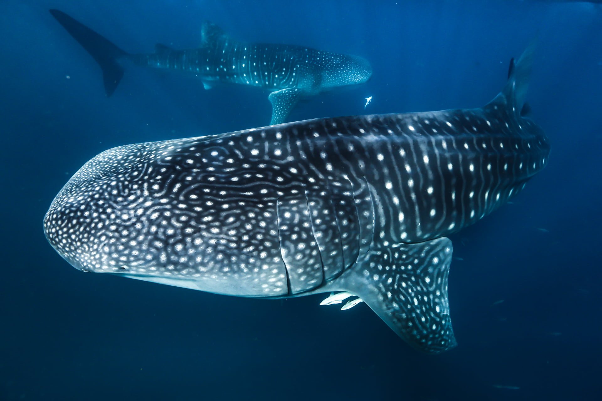 Whale Shark Gallery Ningaloo Discovery