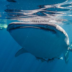 ningaloo whale shark tours exmouth close