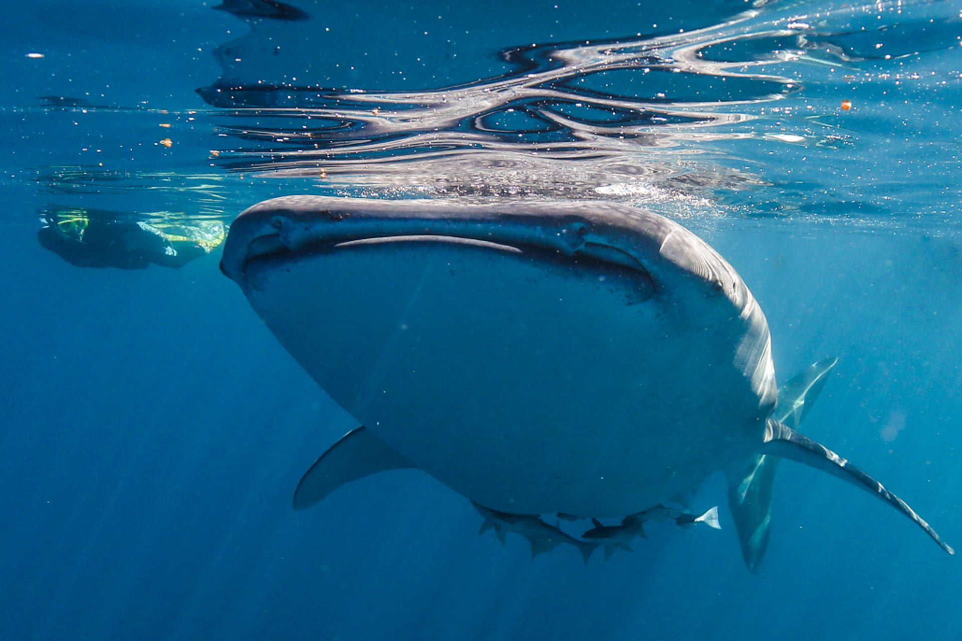 Ningaloo Discovery Whale Shark Tours Exmouth Swim with Whalesharks