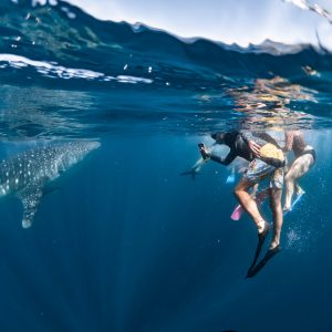 whale shark swim tour exmouth ningaloo
