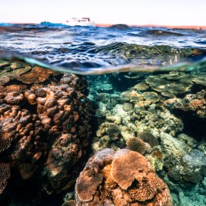 51414961086_214ae2afd9_o