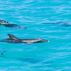 51439965269_d200b1787a_o